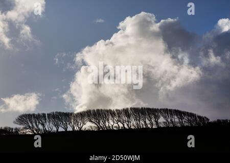 Linea di piccoli alberi che si stagliano su una collina contro una cielo nuvoloso Foto Stock