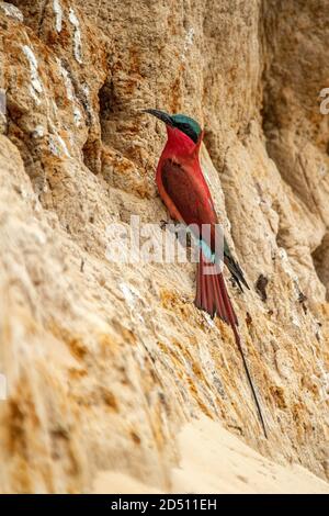 Un Meridionale Carmine Bee Eaters appollaiato vicino al suo nido sulla riva del fiume Kuando. Foto Stock