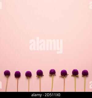 Viola globo amaranto fiori su sfondo rosa. piatto, vista dall'alto, spazio copia Foto Stock