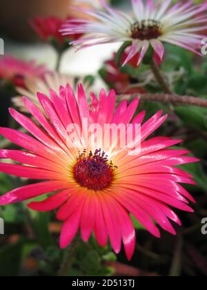 Livingstone Daisy, cleretum bellidiforme. Foto Stock