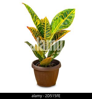 Impianto di Croton Petra Foto Stock