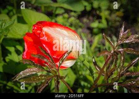 tulipano rosso con gocce di pioggia sui petali Foto Stock