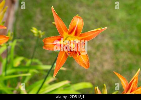 primo piano di fiori di giglio tigre d'arancia con punta petali sagomati e foglie verdi al sole estivo Foto Stock