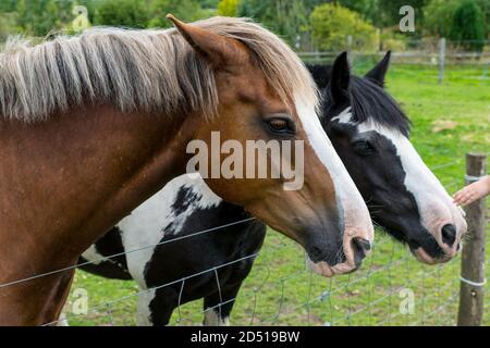 primo piano di teste di cavalli che si appoggiano su recinzione in erba campo nel giorno estivo Foto Stock