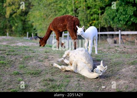 L'alpaca bianca, Vicugna pacos, si sta rotolando a terra in un pascolo recintato mentre altre alpaca sono al pascolo. Foto Stock