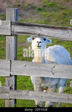 L'alpaca bianca, Vicegna pacos, si affaccia attraverso una recinzione di legno e sembra sorridente. Divertente foto animale. Foto Stock