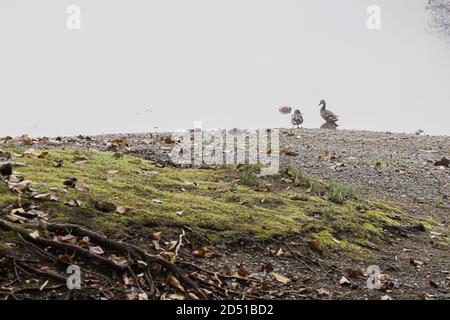 radici di albero grandi che crescono giù nella terra ad un riva del lago Foto Stock