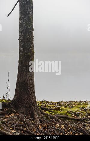 radici di albero grandi che crescono giù nella terra ad un riva del lago Foto Stock