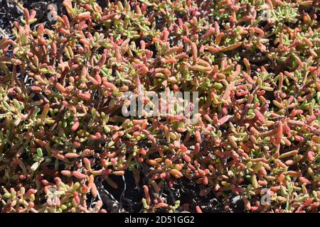 Tappeto di copertura di Galapagos Shoreline purslane Sesuvium portulacastrum Foto Stock