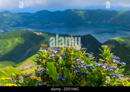 Fiori selvatici nella montagna nel lago di Sete Cidades, un cratere vulcanico lago sull'isola di Sao Miguel, Azzorre, Portogallo. Vista da Boca do Inferno Foto Stock