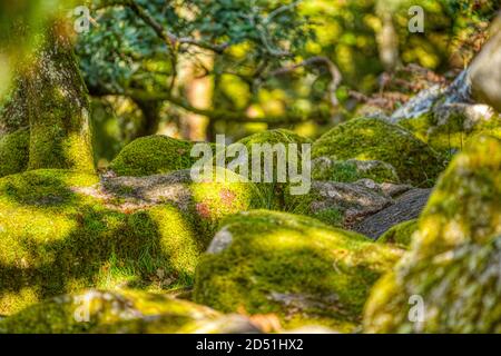 Massi ricoperti di muschio, Wistmans Wood, Two Bridges, Dartmoor, Devon, UK Foto Stock