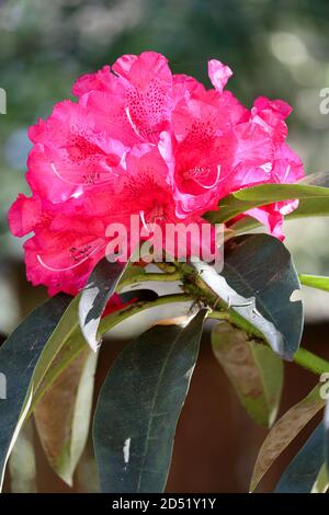 primo piano di un mazzo di fiori rossi rododendri Foto Stock