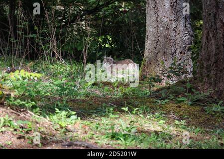 un soffice gatto domestico che esplora all'esterno nelle erbacce Foto Stock