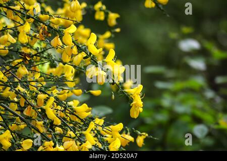 vista ravvicinata di molti fiori selvatici gialli Foto Stock
