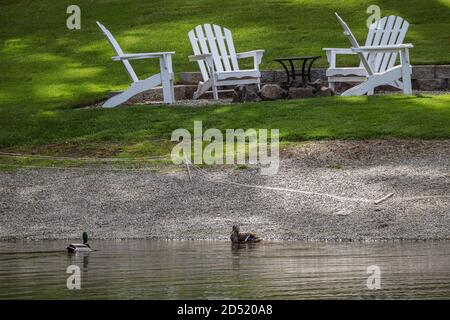 due anatre mallard su un lago accanto a sedie a sdraio Foto Stock