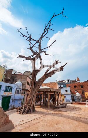 Vecchio albero vicino al tempio Shri Dwarkadheesh o Dwarkadhish Ji Maharaj, un tempio indù a Vishram Ghat del fiume Yamuna a Mathura in India Foto Stock