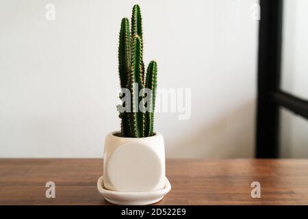 Cactus verde in bianco vaso sul tavolo di legno vista laterale Foto Stock