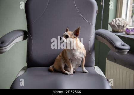 Un piccolo cane seduto su sedia clinica Foto Stock