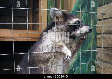 Il procione nella gabbia appare triste e chiede chiaramente cibo. Animale nello zoo dietro i bar della recinzione. Tristi raccoon per filo di rete in captivit Foto Stock