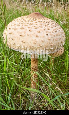 Primo piano immagine del fungo Parasol (Macrolepiota procera) in erba, fuoco selettivo. Foto Stock