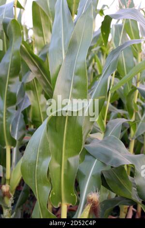 Erba verde alta per il cibo delle mucche Foto Stock