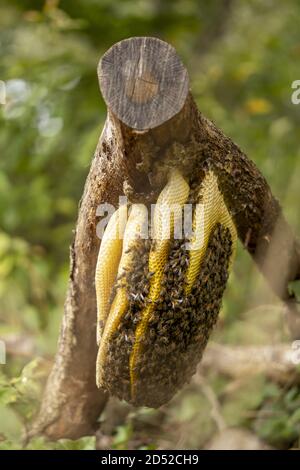 Colonia di API selvatiche mellifera Carnica o Western Honey Bees su un nido d'ape a strati Foto Stock