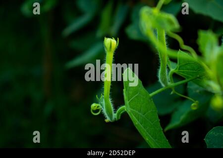 Un fiore singolo di zucca appuntita o famiglia Cucurbitaceae anche Knwon come Trichosanthes dioica Foto Stock