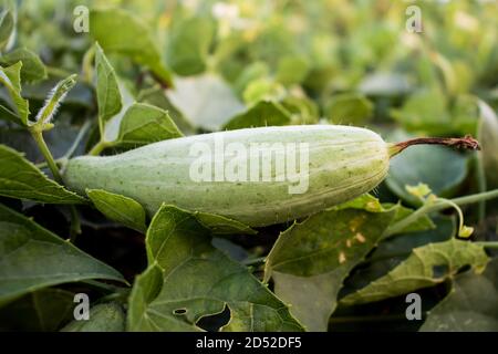 Un singolo Trichosanthes dioica o gourd appuntito è una vite Pianta della famiglia Cucurbitaceae Foto Stock