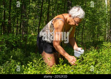 Donna anziana vestita in pantaloncini che raccolgono blueberrys in una foresta, foto della Svezia settentrionale. Foto Stock