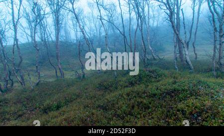 Nebbia nel bosco norvegese nel mese di ottobre Foto Stock