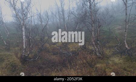 Nebbia nel bosco norvegese nel mese di ottobre Foto Stock