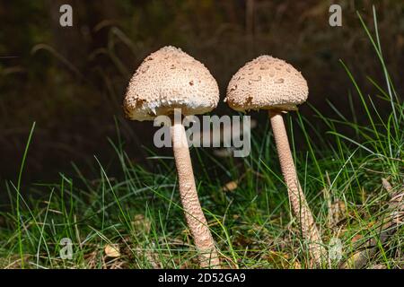 Fungo del parasolo, nome latino 'Macrolepiota procera' nel suo ambiente naturale, autunno in una foresta. Foto Stock