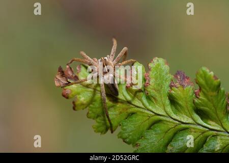 nursery web ragno in macro su foglia Foto Stock