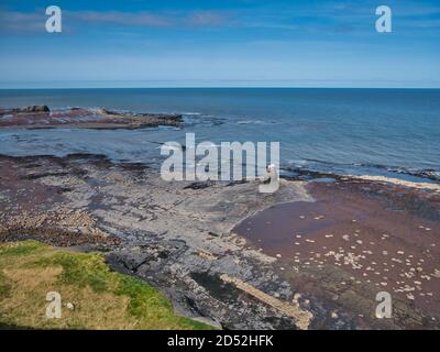 A nord di Robin Hood's Bay nello Yorkshire, Regno Unito, la bassa marea rivela l'altopiano della formazione di Cleveland Ironstone sotto le scogliere costiere di Whitby Mudstone Foto Stock