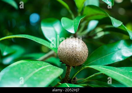 La zapota di Manilkara o la frutta di Sapodilla è comunemente conosciuta come saodilla, sapota, chikoo, naseberry Foto Stock