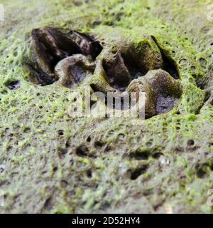 Tracce di due zampe di cani a terra Foto Stock