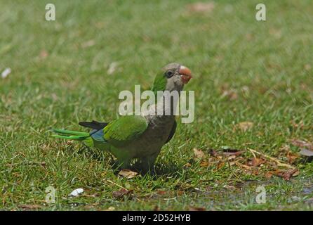 Monk Parakeet (Myiopsitta monachus) adulto che beve da un budino Buenos Aires, Argentina Gennaio Foto Stock