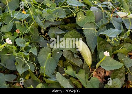 Il gourd appuntito o Trichosanthes dioica è una pianta di vite in La famiglia Cucurbitaceae cresce nella grande pianta Foto Stock