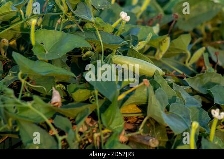 Il gourd appuntito o Trichosanthes dioica è una pianta di vite in La famiglia Cucurbitaceae Foto Stock