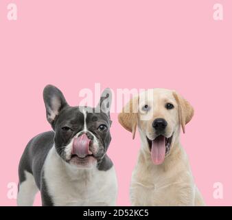 squadra di bulldog francese e labrador ritorever che ansimano e leccano naso su sfondo rosa Foto Stock