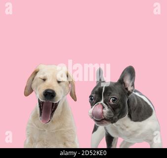 squadra di labrador retriever yawning e bulldog francese leccare il naso su sfondo rosa Foto Stock