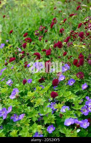 Scabiosa atropurpurpurea Burgundy Beau, geranio rozanne, fiori viola blu, fioritura, mix, misto, animali, amichevole api, fiori selvatici, wildflower gar Foto Stock