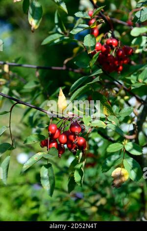 Rosa canina, frutti di rosa cane, rosa canina, bacche rosse, bacche rosse, rosa, rose, rosa, esposizione attraente, autunno, RM Floral Foto Stock