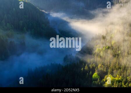 Mattina nebbia in montagna, pineta nella valle vicino al fiume. Foto Stock