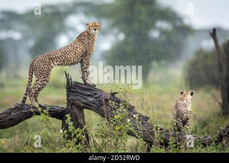 Due ghepardi in piedi di avviso su un log bagnato nel Pioggia a Ndutu in Tanzania Foto Stock