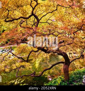 Acero giapponese riflesso su uno stagno in autunno, Acer palmatum 'dissectum atropureum', Aceraceae. Originario della Corea, della Cina e del Giappone. Alias Green Japanes Foto Stock