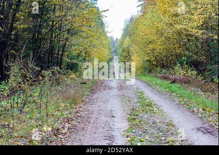 Foglie giallastre sugli alberi del Parco, paesaggio della foresta d'autunno Foto Stock
