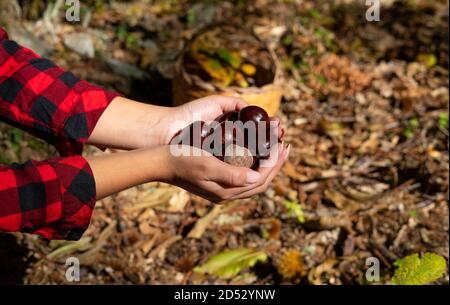 Donna che tiene castagne per cavalli e un cesto di castagne nei boschi, castagne sarde, castagne motte, aritzo Foto Stock