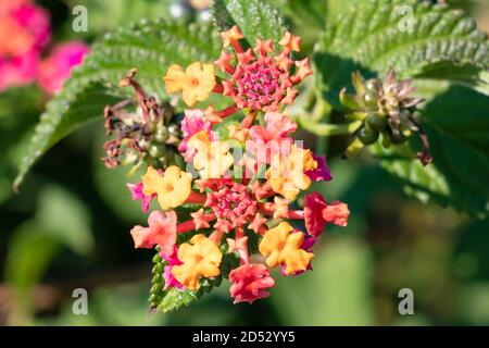 Lantana camara sanguinea, famiglia Verbenaceae. E' una pianta da giardino mediterranea molto apprezzata per la quantità di fiori che ci offre e per il Foto Stock