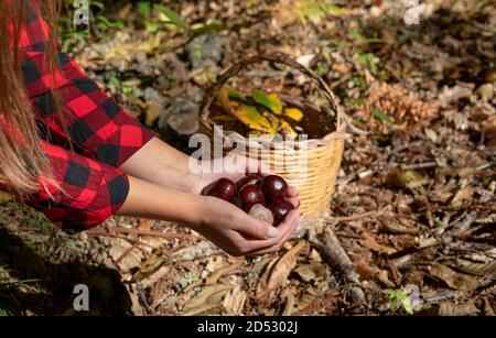 Donna che tiene castagne per cavalli e un cesto di castagne nei boschi, castagne sarde, castagne motte, aritzo Foto Stock